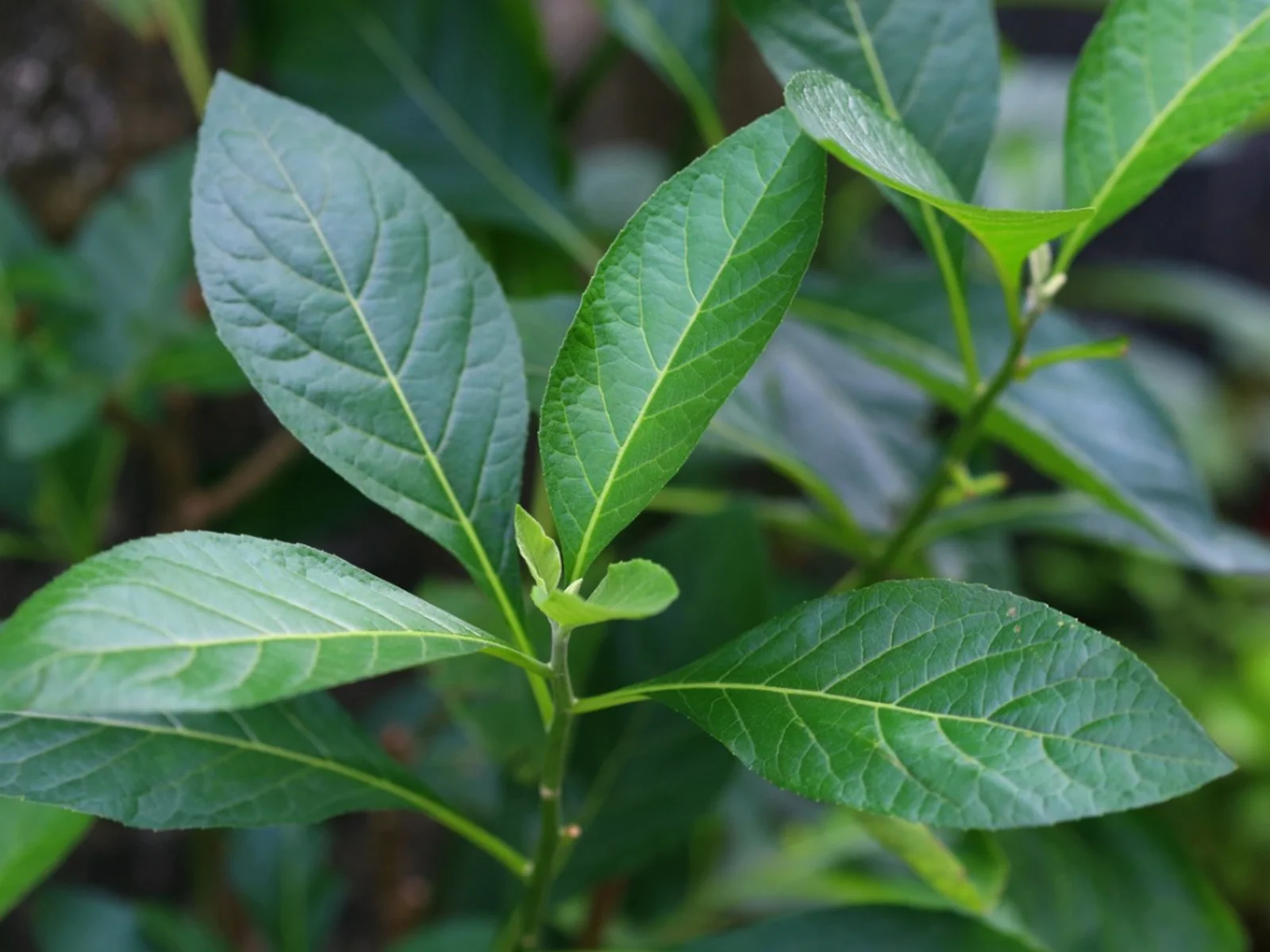 bitter-leaf-african-bitter-leaf-tea-spiced-harvest